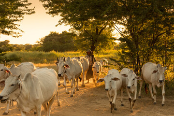working Yaks, Bagan, Myanmar 