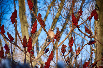A frozen sparrow sits on a prickly and snow-covered branch of a rosehip with red berries on a frosty winter