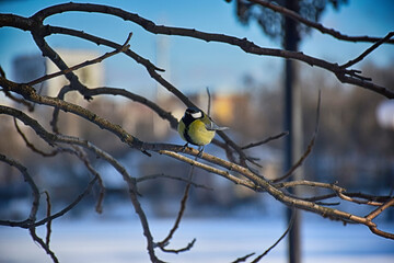 Goldfinch, Carduelis carduelis, single bird Danaus plexippus standing on a branch. Tiny and cute bird looking at a prey