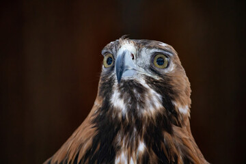 Big Bird Eastern imperial eagle (Aquila heliaca) and tree. Wildlife animal.