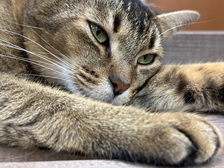 an adult cat lies on a shelf stretched out to its full height. Abyssinian breed