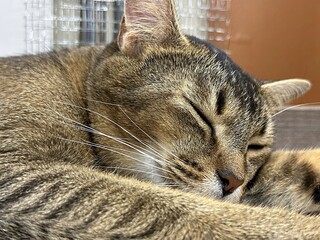 an adult cat lies on a shelf stretched out to its full height. Abyssinian breed