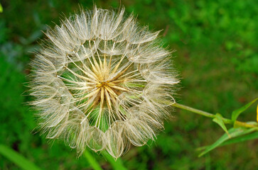 Seeds after a faded flower in the form of a dandelion ball