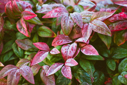Leaves with ice red green and pink