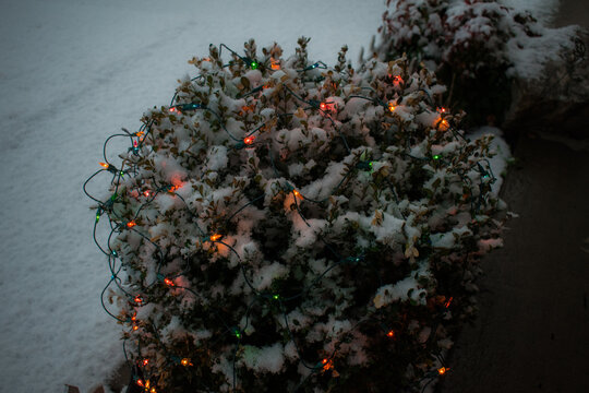 Christmas lights bush snow bare 