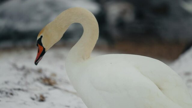 Seasonal charm portrayed as swans serenely graze on the snowy landscape