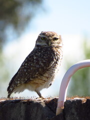 owl perched on a fence