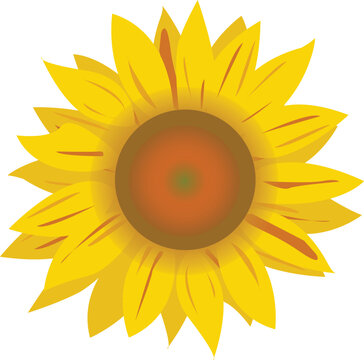 sunflower illustration on white background