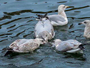 Group of herring gulls fighting in the water over a fish