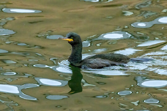 Shag seabird swimming in the green water with reflection 