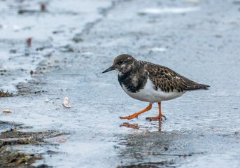 Turnstone bird searching for food around a harbour and boats