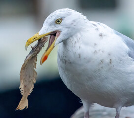 Herring gull with a fish in its beak