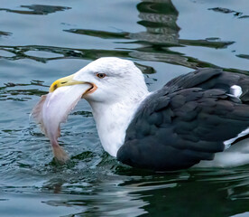 Black backed gull in the water with a big fish in its beak to swallow