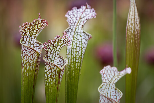 Pitcher Plant 