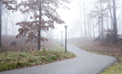 Fototapeta premium a path in the fog leads into a forest and a cow