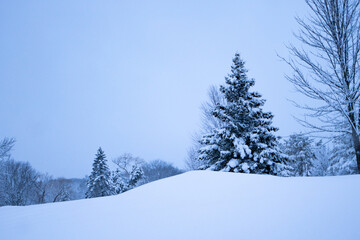 Obraz premium the snowy trees are in a line, surrounded by snow