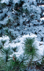 a couple of pine trees with snow on top of them