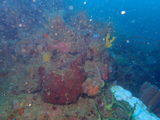coral reef underwater 