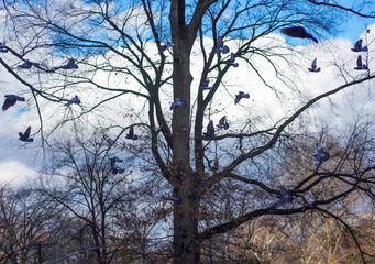 flock of blue birds flying in front of a tree in a park