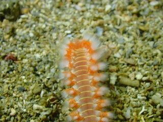 fire worm 