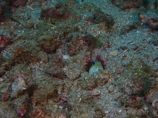 Fototapeta premium gobio blenny