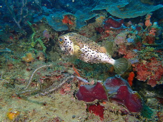 puffer fish 