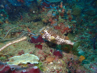 puffer fish 