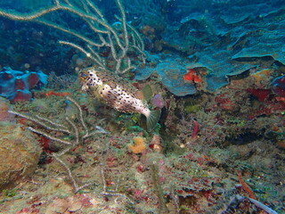 puffer fish  © Enrique
