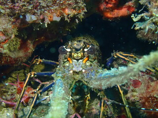 lobster in cave 