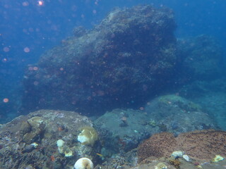 Fototapeta premium underwater caribbean reef