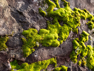 detail of a moss on top a rock in la spezia