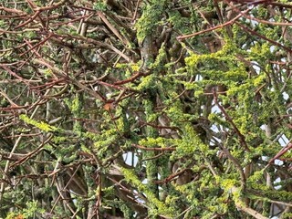 Close-up shot of green plants and trees, Moss and dead leaves on branches 