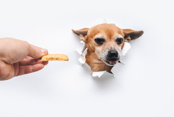 A man feeds a dog by hand. Bug-eyed funny brown little dog Russian Toy Terrier reaches for food and...