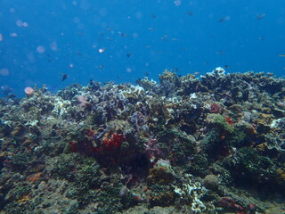 Fototapeta na wymiar underwater caribbean reef