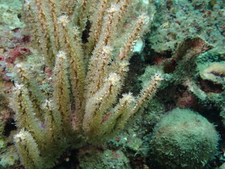 Naklejka na ściany i meble underwater caribbean reef