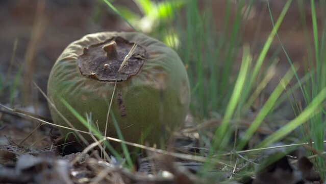 Wolf apple fruit tree from the Brazilian Cerrado