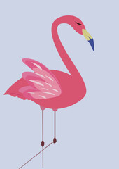 flamingo