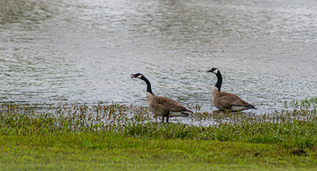 Family of Geese at a Pond.