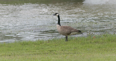 Goose at the pond. 2