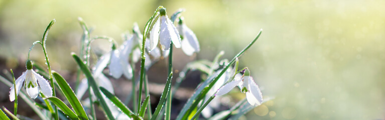 Galanthus, snowdrop flowers. Fresh spring snowdrop flowers. Snowdrops at last year's yellow foliage. Flower snowdrop close-up. Spring flowers in the snow