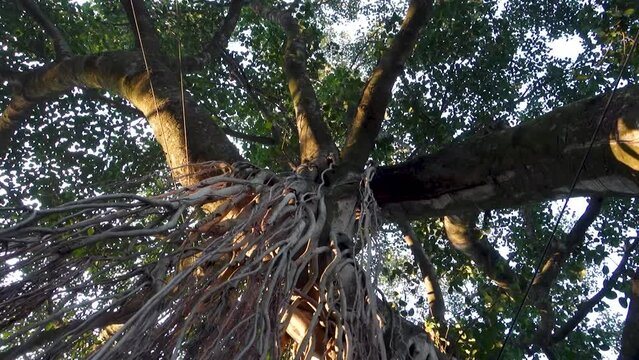 An isolated shot of hanging prop roots of Banyan tree, Ficus benghalensis. Uttarakhand India.