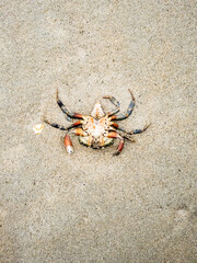 Upside down crustacean, crab, on the sandy beach