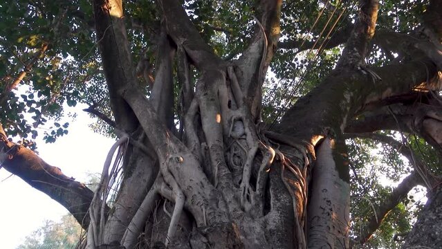 A close up shot of Ficus religiosa tree trunk.It is also known as the bodhi tree, pippala tree, peepul tree, peepal tree or ashwattha tree (in India and Nepal).