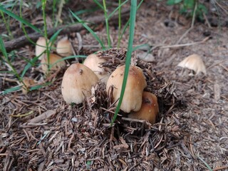 Forest mushroom, convex cap, ovate cap