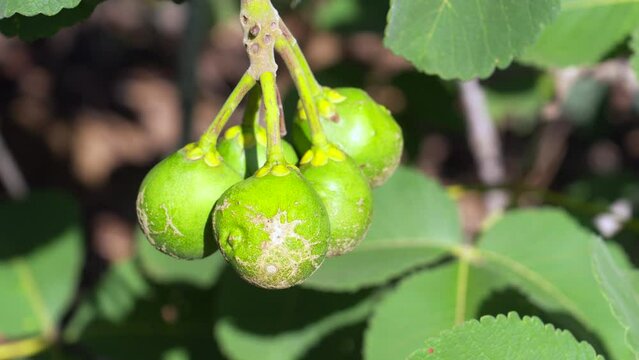 Piqui, typical fruit from the Brazilian Cerrado
