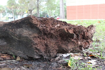 tree branch on the ground