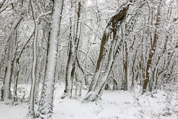  Trees in the snow after a winter storm