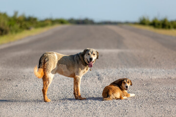 Two dogs standing on the road. Homeless dog