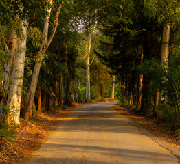 The road through the big trees
