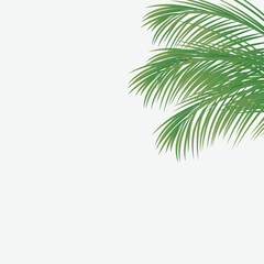 Fototapeta na wymiar Coconut palm leaf isolated on white background